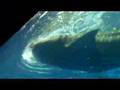 Okinawa ChuraUmi Aquarium WhaleShark 3
