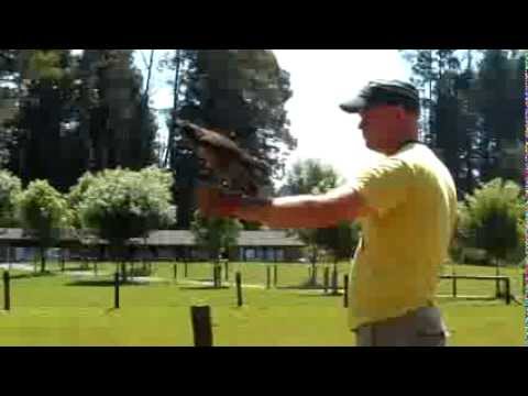 how to draw a nz falcon