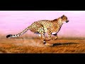 Favorite Animal