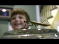 Praying-Mantis