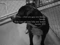 SAVE FORREST, Defeat Breed Specific Laws in Denver, CO