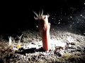 Bobbit Worm Attacking Crab