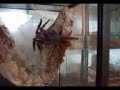 Avicularia Versicolor Mating Avicularia Versicolor Mating