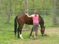 Doma puledro - Breaking foal