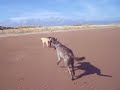 Wolfhounds on the beach
