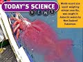 huge squid