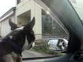 Kanoko in the car Kanoko in the car