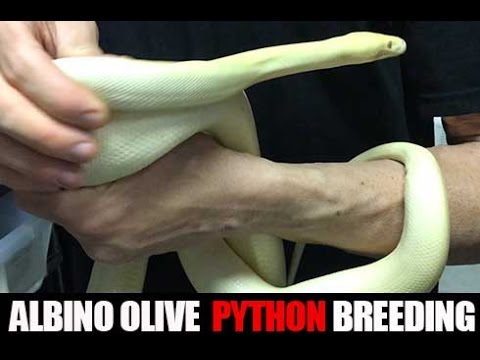 YouTube reptile video