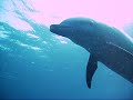 Playing Fetch w/ Dolphin during St. Croix Scuba outing