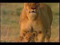 Lion Educational Facts
