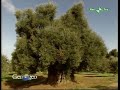 Masseria Brancati ospite Geo&Geo