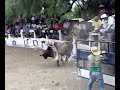 jaripeos estilo san luis potosi