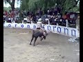 jaripeos estilo san luis potosi
