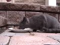 KittyKittyKitty KittyKittyKitty