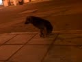 cachorro