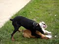 Apollo & Kingston