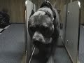 AmStaff \"Hummer\" 1st treadmill workout May 14th AmStaff \"Hummer\" 1st treadmill workout May 14th