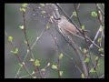 Siberian Rubythroat