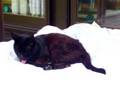 videos de 猫の午睡