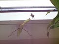 Mantiden Mittagessen Mantiden Mittagessen