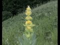 la genziana