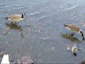 Several birds eating at New Hope, PA