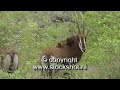 sabelantilope - swartwitpens - sable antelope - hippotragus