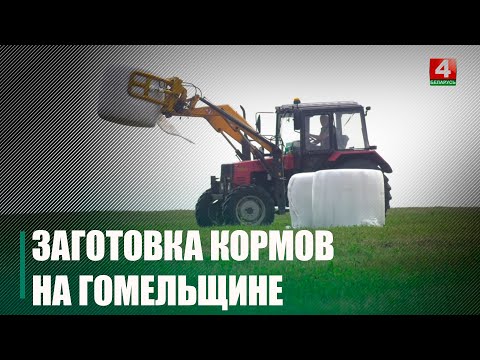 Кукуруза, люцэрна, кармавая трава і іншае. На палях Гомельшчыны ідзе працэс нарыхтоўкі кармоў видео