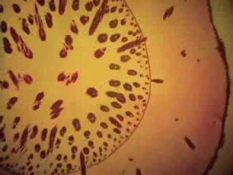 cyclanth stem vasculature