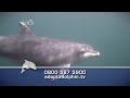 Adopt a dolphin today!