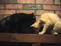 kitten-play-fight.html