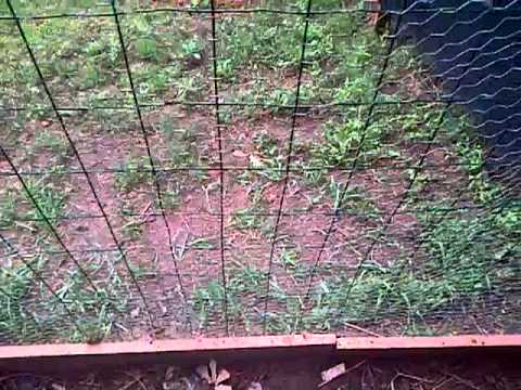 comment faire un poulallier,nourire et quelque astuces sur les poules 