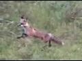WILD-RED-FOX-HUNTS-K
