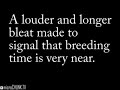 Buck Mating Sounds---Deer Sounds