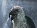 ASSASSIN CREED VIDEO