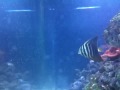 Sailfin Tang