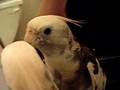 cockatiel dance