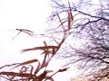 Duiven jagen 2 (pigeon hunt 2)