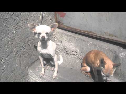 how to improve razr m camera