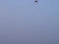 Locusts Swarm (Abyen Beach, Aden, Yemen)
