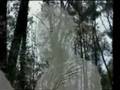 Ptico malena -Little bird