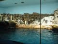 Penguins at SeaWorld Penguins at SeaWorld