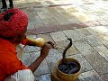 Un encantador de serpientes en Jaipur Un encantador de serpientes en Jaipur