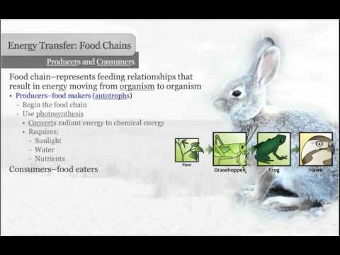 consumers - Explaining the Food Chain and the role of Producers (autotrophs) and Consumers (heterotrophs).