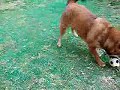 Click here to watch this video 柴犬もどきの華♪ すぐ疲れちゃうの～