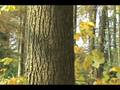 videos de How to ID Liriodendrdon tulipifera