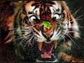 Very Funny Cats