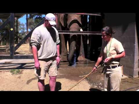 how to train elephants