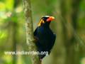 Southern Hill myna Bird