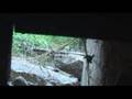 Mold behind drywall, black mold video